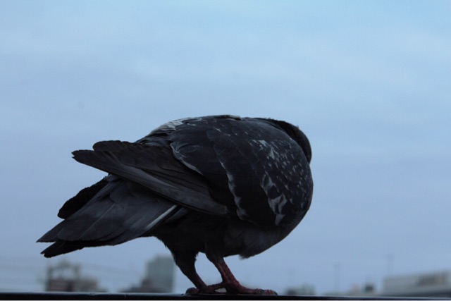 f:id:rockn212:20150406023010j:plain f:id:rockn212:20150406023010j:plain