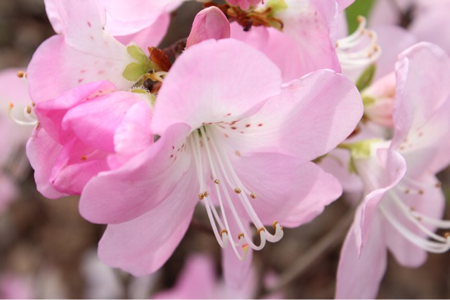 f:id:rockn212:20150413001607j:plain f:id:rockn212:20150413001607j:plain