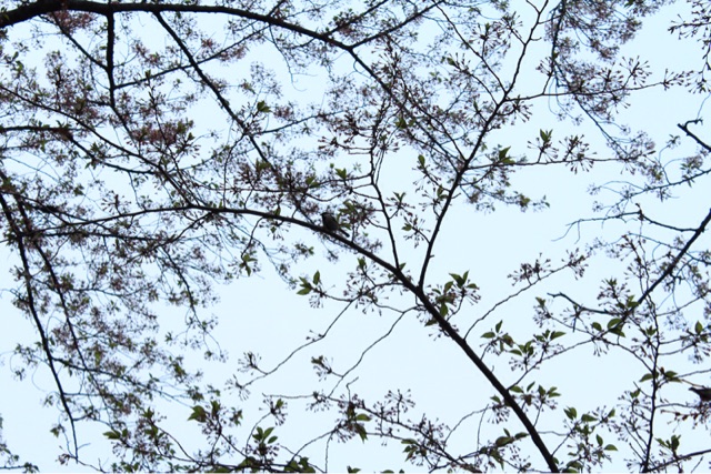 f:id:rockn212:20150413002641j:plain f:id:rockn212:20150413002641j:plain