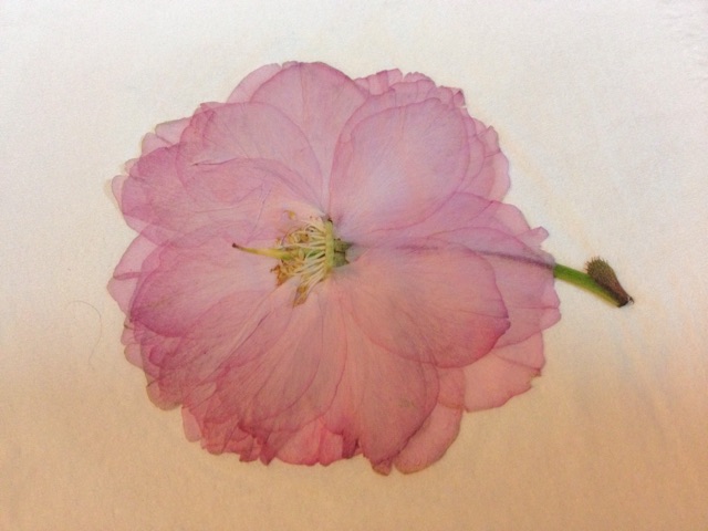 f:id:rockn212:20150421010342j:plain f:id:rockn212:20150421010342j:plain