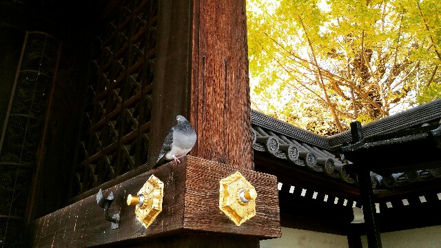 f:id:rokico:20151201084423j:image f:id:rokico:20151201084423j:image