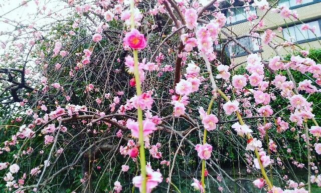 f:id:rokico:20160309185247j:image f:id:rokico:20160309185247j:image