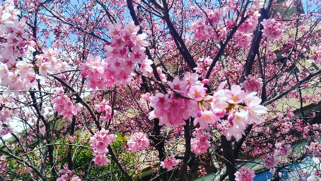 f:id:rokico:20160325190355j:image f:id:rokico:20160325190355j:image