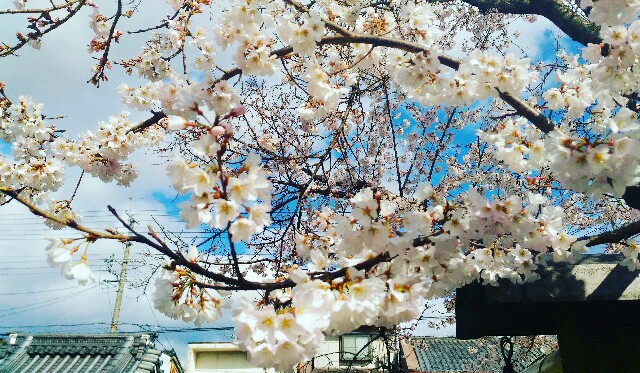 f:id:rokico:20160325190734j:image f:id:rokico:20160325190734j:image
