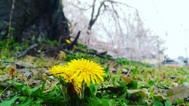f:id:rokico:20160331174104j:image f:id:rokico:20160331174104j:image