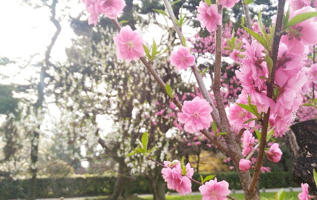 f:id:rokico:20160413185325j:image f:id:rokico:20160413185325j:image