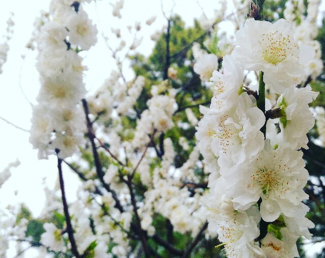 f:id:rokico:20160413185449j:image f:id:rokico:20160413185449j:image