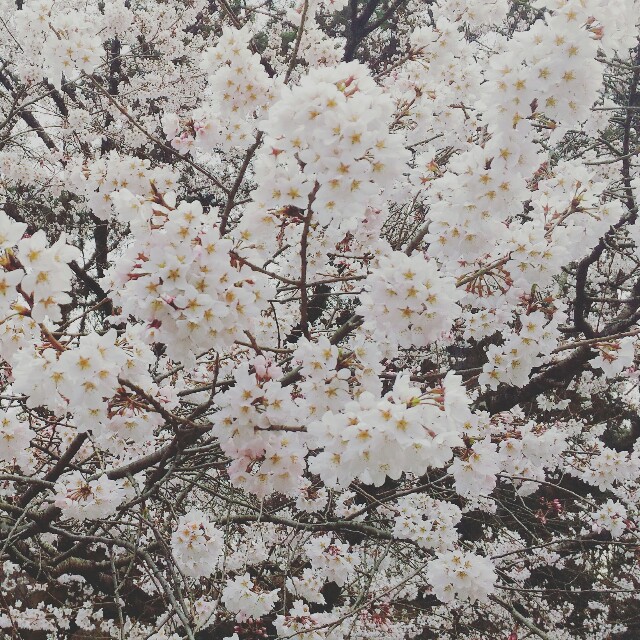 f:id:rokico:20160413190934j:image f:id:rokico:20160413190934j:image
