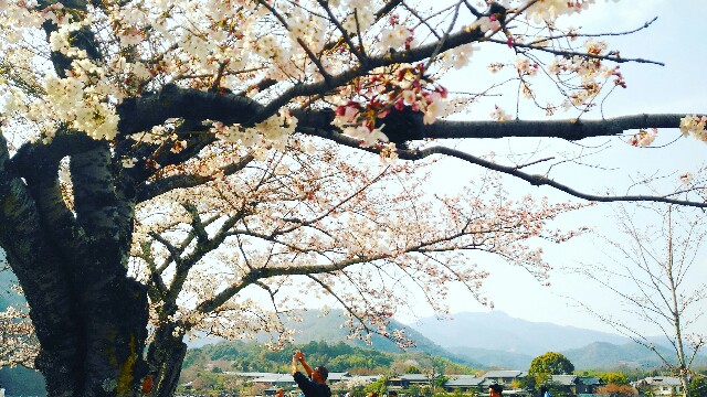 f:id:rokico:20160415081544j:image f:id:rokico:20160415081544j:image