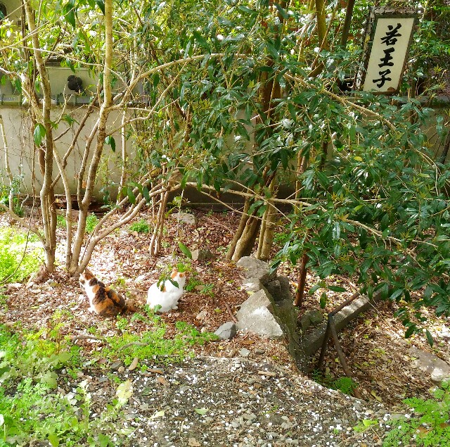 f:id:rokico:20160418185408j:image f:id:rokico:20160418185408j:image