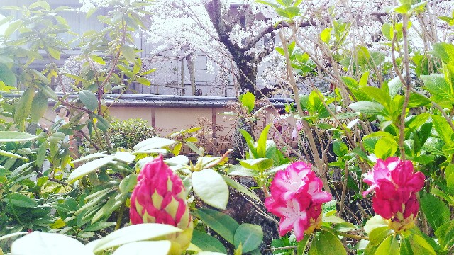 f:id:rokico:20160418190044j:image f:id:rokico:20160418190044j:image