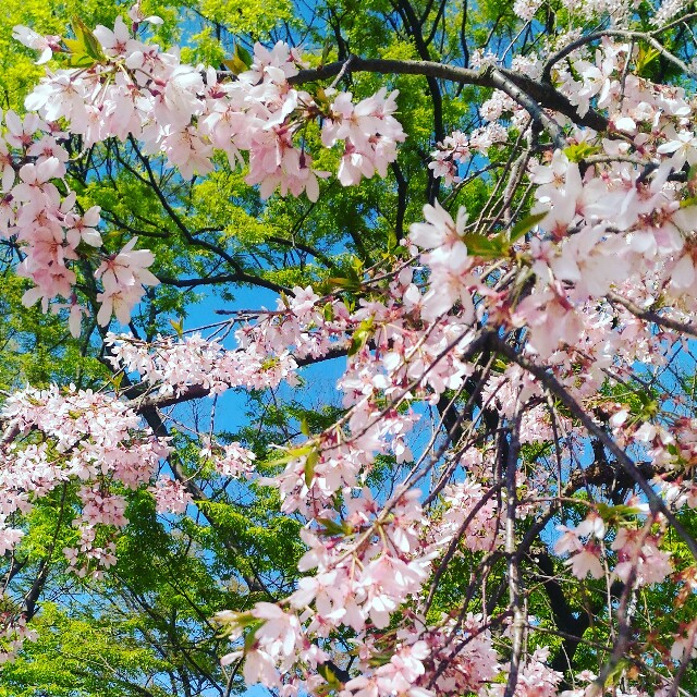 f:id:rokico:20160420124220j:image f:id:rokico:20160420124220j:image