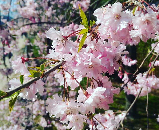 f:id:rokico:20160420124307j:image f:id:rokico:20160420124307j:image