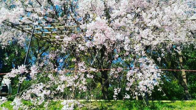 f:id:rokico:20160420124449j:image f:id:rokico:20160420124449j:image