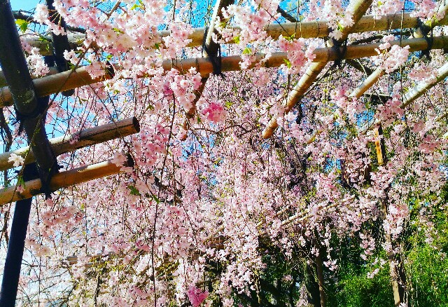 f:id:rokico:20160420124508j:image f:id:rokico:20160420124508j:image