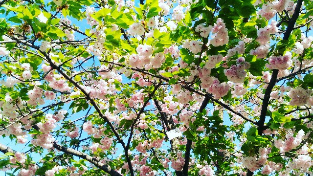 f:id:rokico:20160420210335j:image f:id:rokico:20160420210335j:image