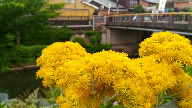 f:id:rokico:20160601090947j:image f:id:rokico:20160601090947j:image