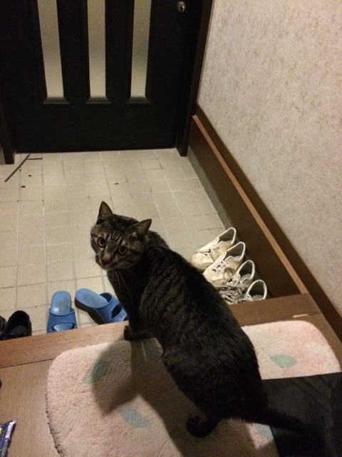 f:id:rokux:20150306220831j:plain f:id:rokux:20150306220831j:plain
