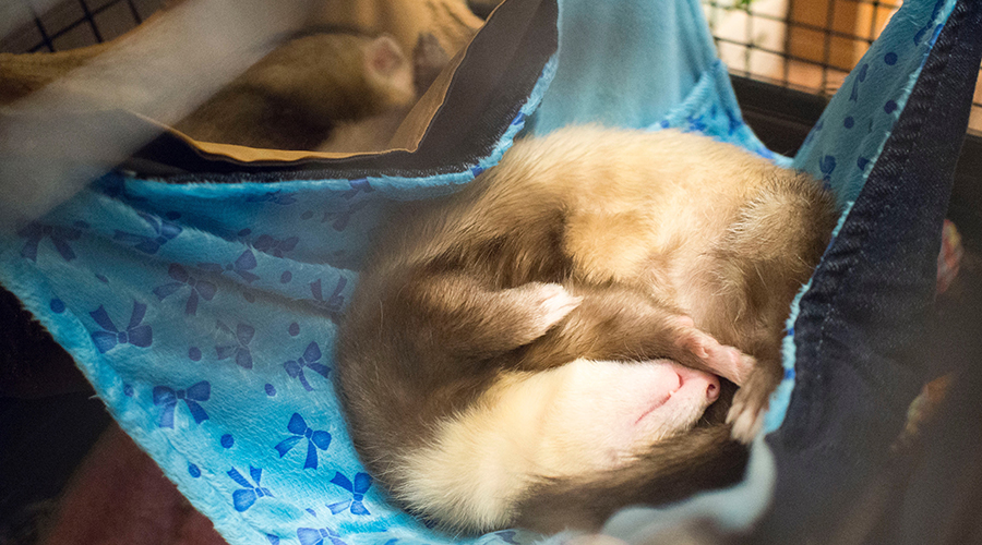 f:id:rokuzeudon:20151225073429j:plain