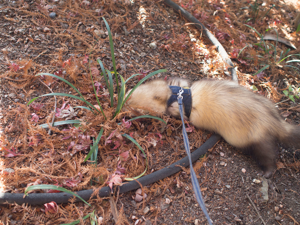 f:id:rokuzeudon:20160121114642j:plain