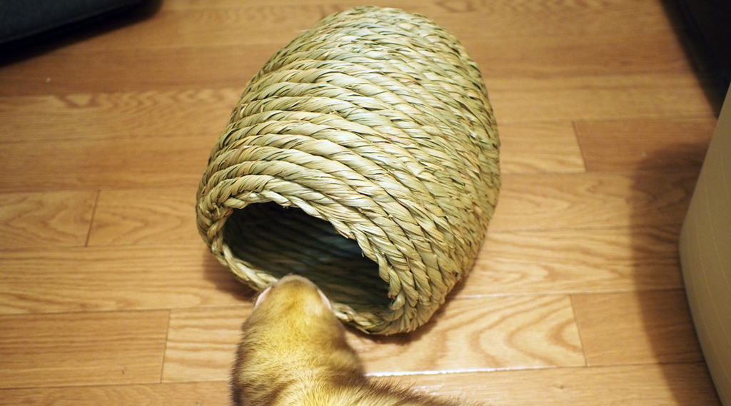 f:id:rokuzeudon:20160121115210j:plain