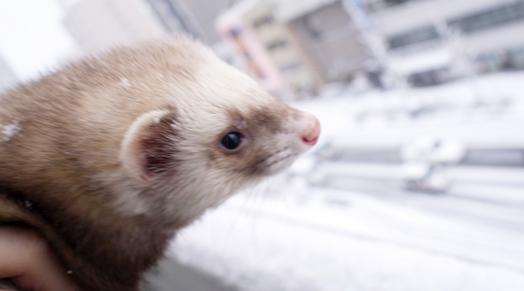 f:id:rokuzeudon:20160122201114j:plain