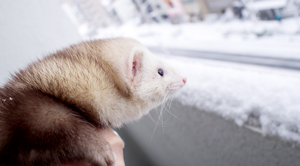 f:id:rokuzeudon:20160122201116j:plain