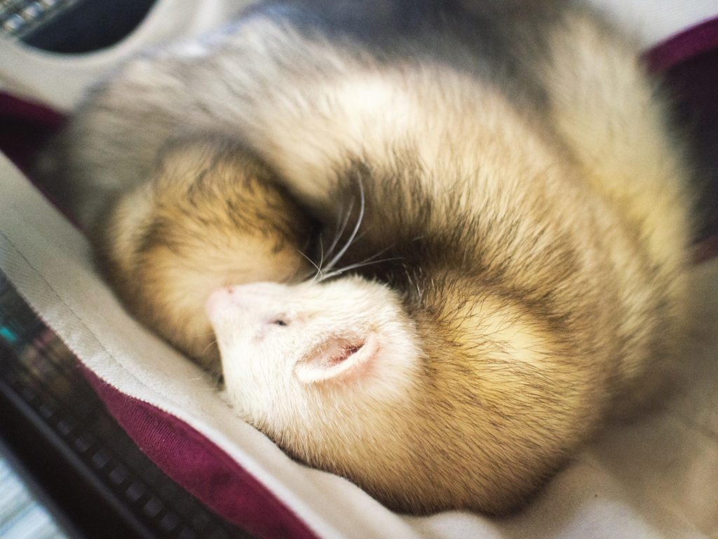 f:id:rokuzeudon:20160124185402j:plain