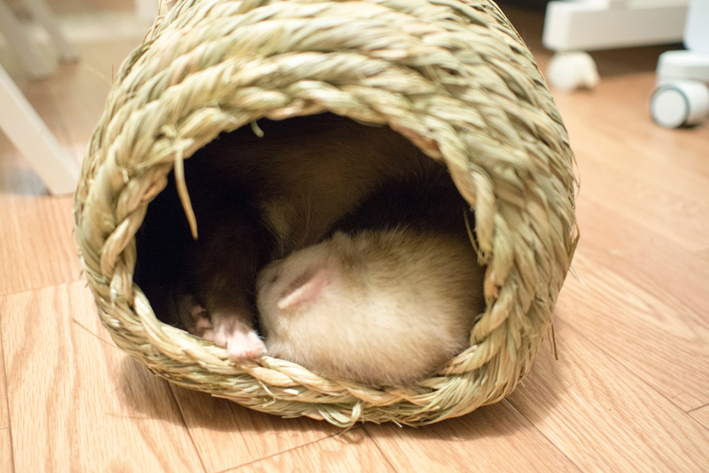 f:id:rokuzeudon:20160208180515j:plain