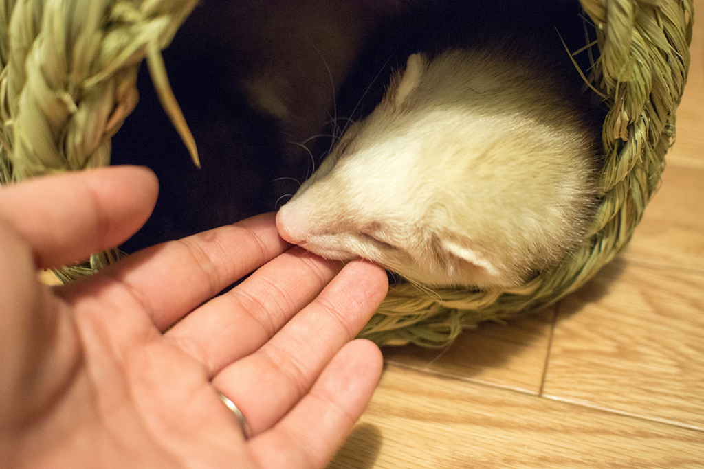 f:id:rokuzeudon:20160208180520j:plain