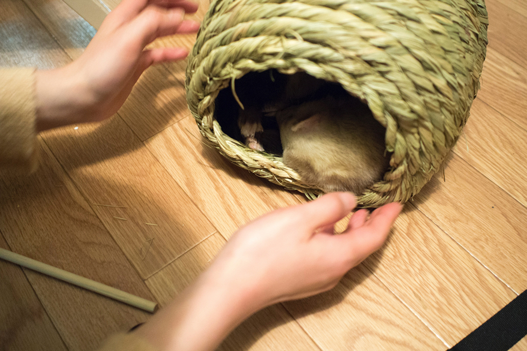 f:id:rokuzeudon:20160208180524j:plain