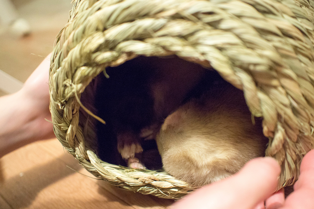 f:id:rokuzeudon:20160208180528j:plain