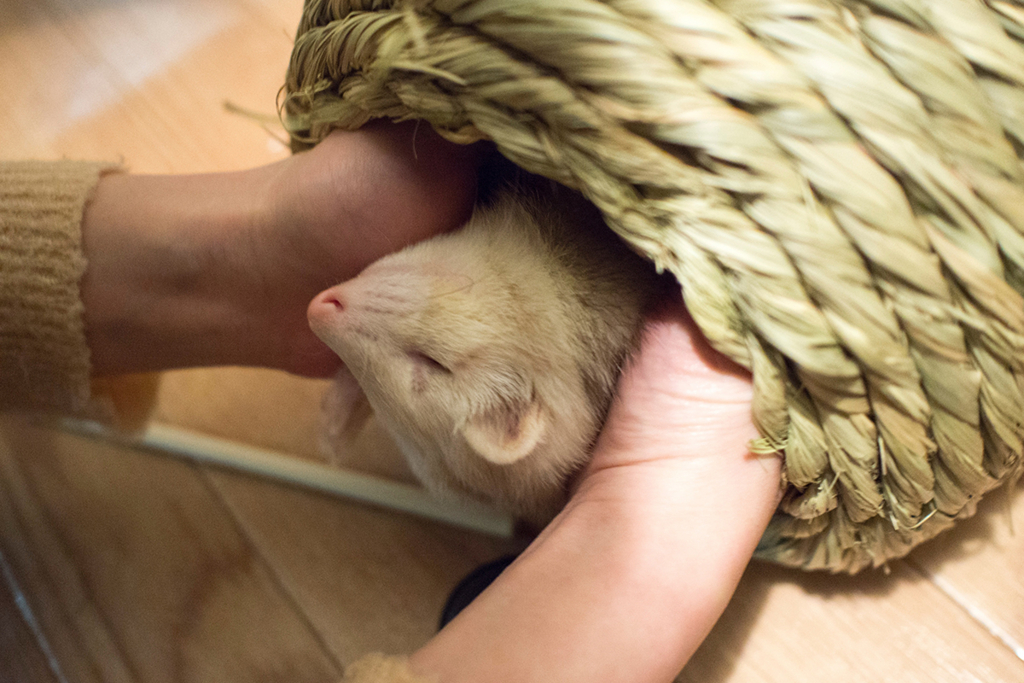 f:id:rokuzeudon:20160208180542j:plain