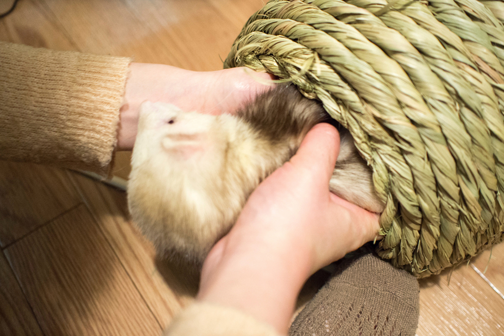 f:id:rokuzeudon:20160208180547j:plain