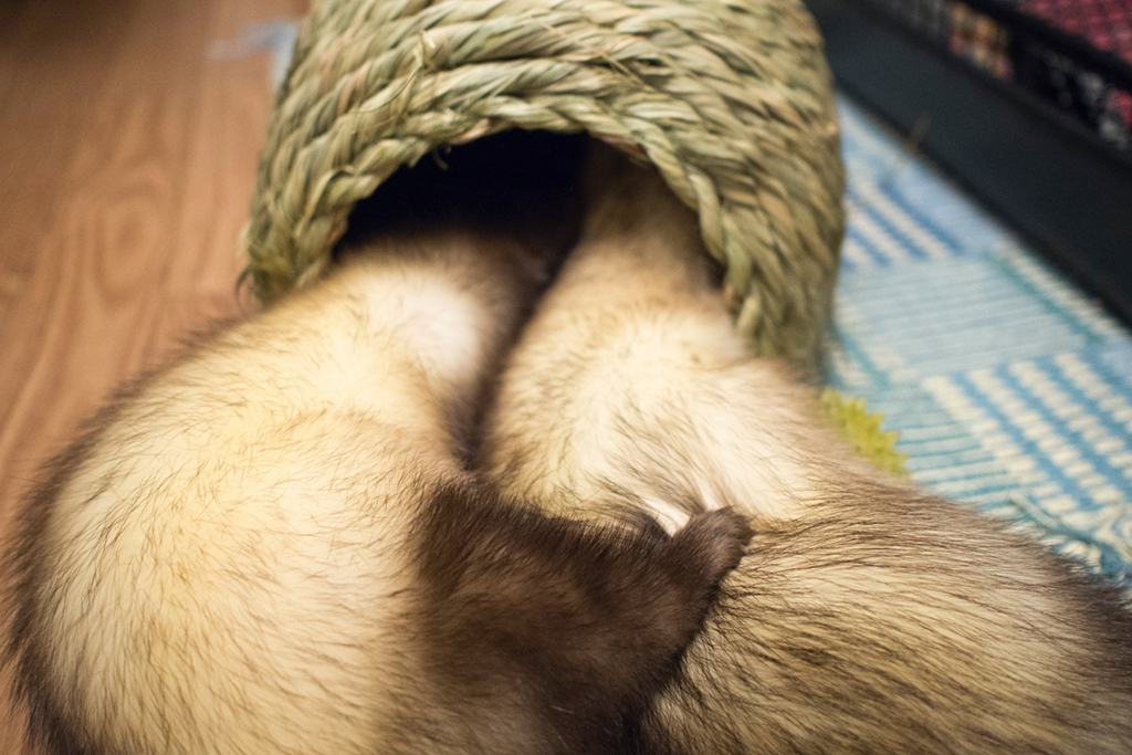 f:id:rokuzeudon:20160208180601j:plain