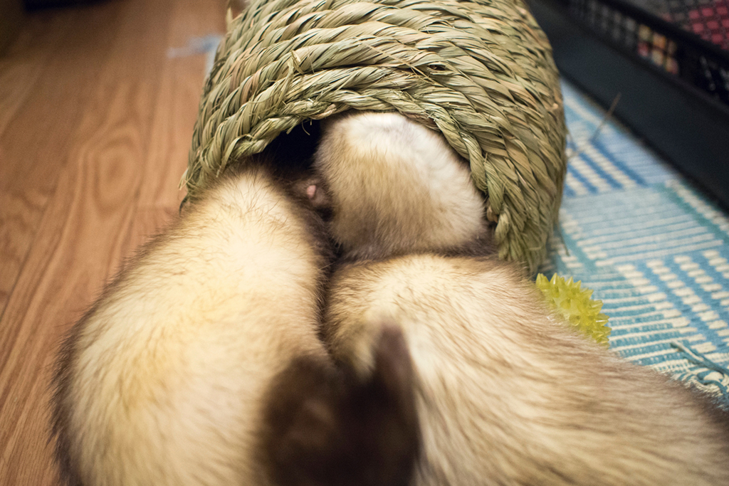 f:id:rokuzeudon:20160208180606j:plain