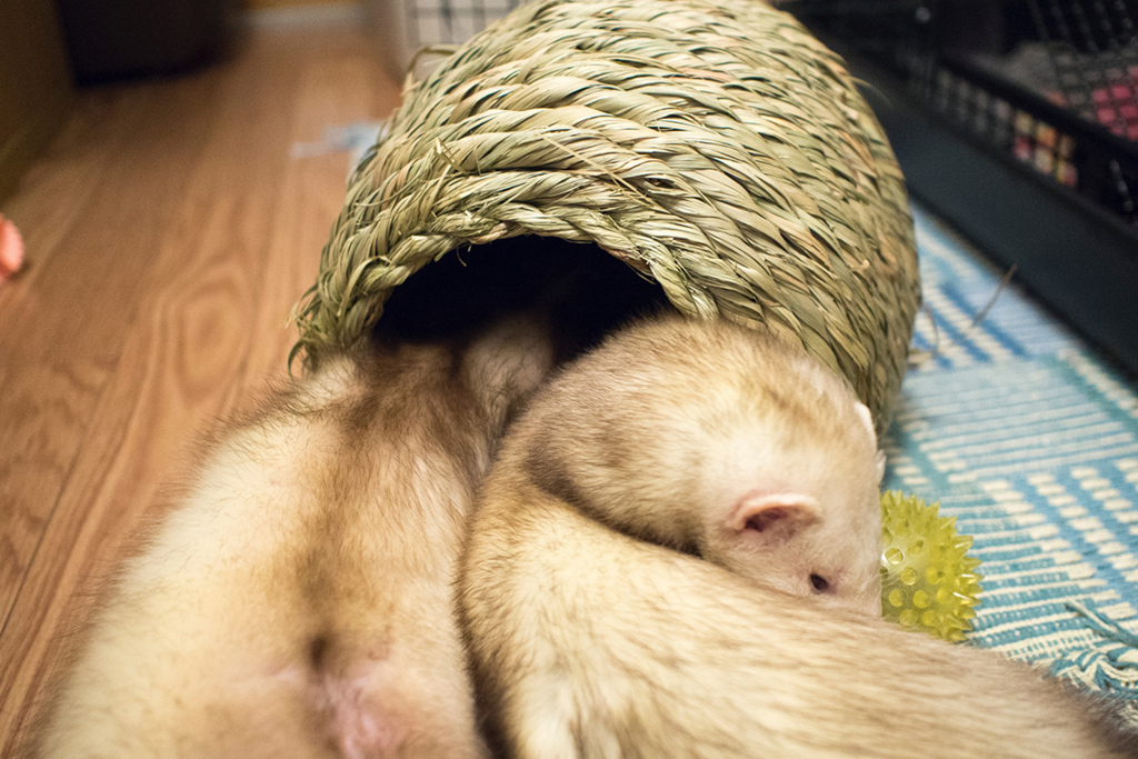 f:id:rokuzeudon:20160208180612j:plain