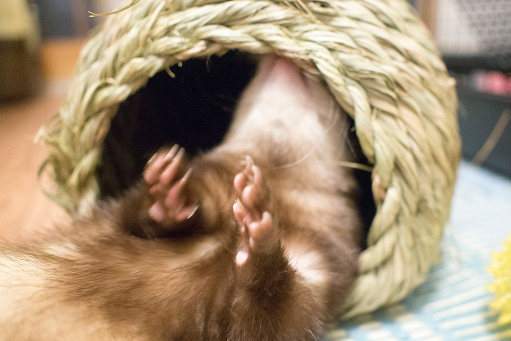 f:id:rokuzeudon:20160208180617j:plain