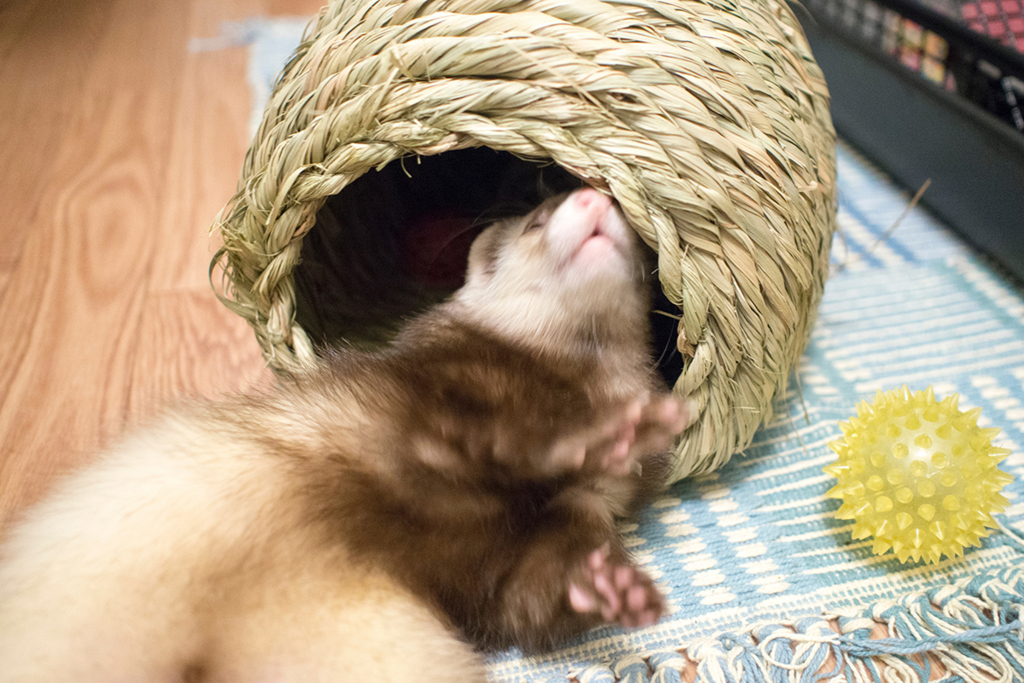 f:id:rokuzeudon:20160208180625j:plain