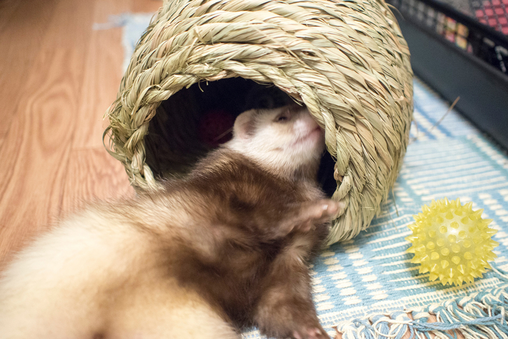 f:id:rokuzeudon:20160208180630j:plain