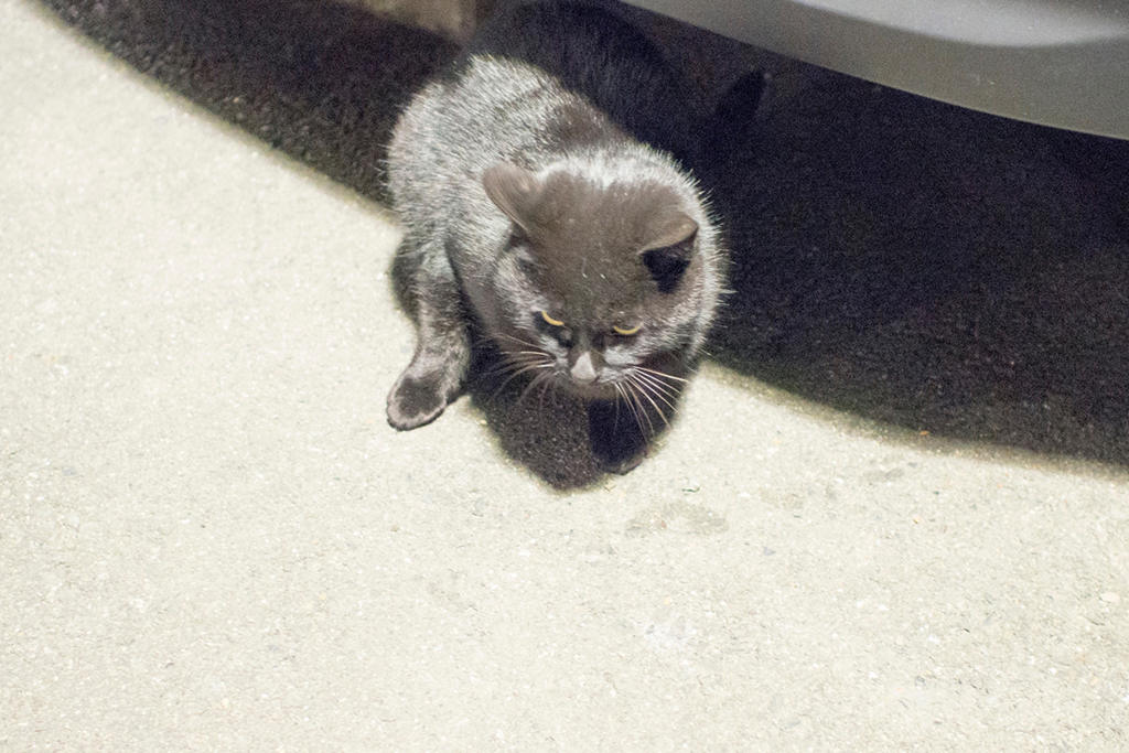 f:id:rokuzeudon:20160208184051j:plain