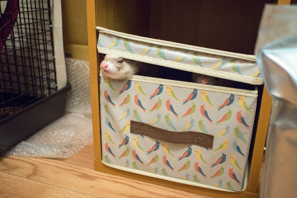 f:id:rokuzeudon:20160208185519j:plain