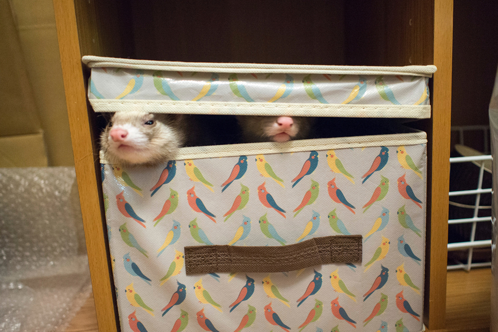 f:id:rokuzeudon:20160208185526j:plain