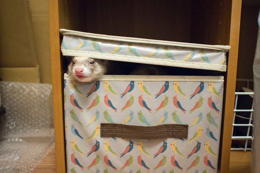 f:id:rokuzeudon:20160208185538j:plain