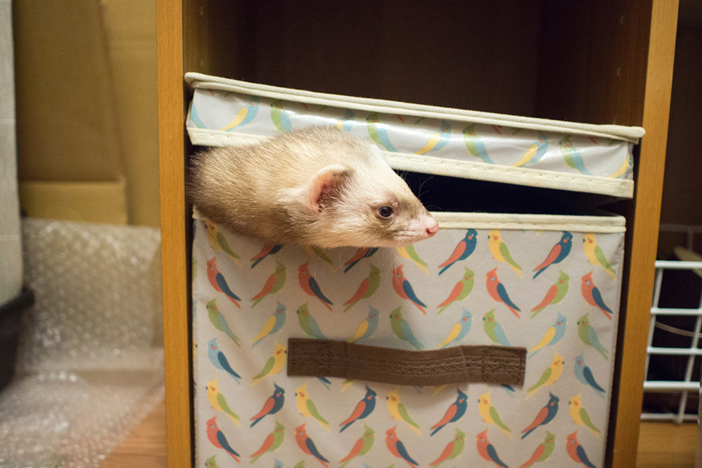 f:id:rokuzeudon:20160208185628j:plain