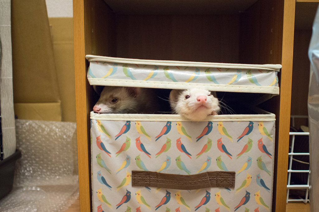 f:id:rokuzeudon:20160208185637j:plain