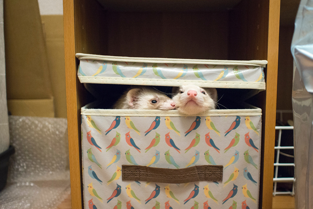 f:id:rokuzeudon:20160208185642j:plain