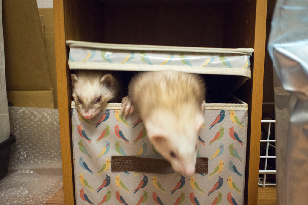 f:id:rokuzeudon:20160208185653j:plain