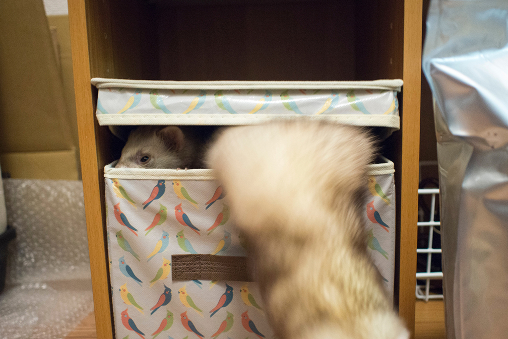 f:id:rokuzeudon:20160208185657j:plain