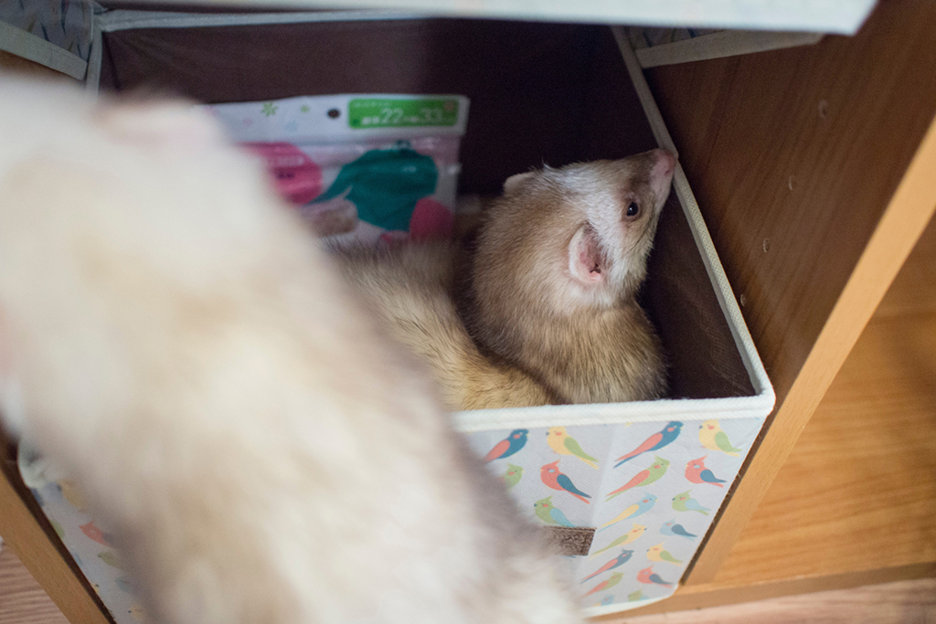 f:id:rokuzeudon:20160208185702j:plain